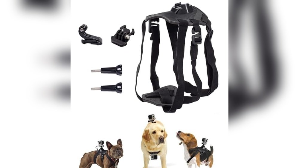 best action camera for dog
