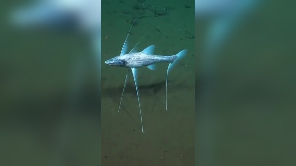are tripod fish dangerous