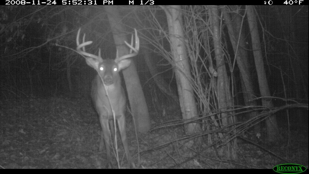 can deer see trail camera flash