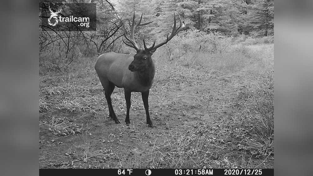 do trail cameras flash