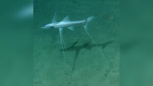 what is a tripod fish