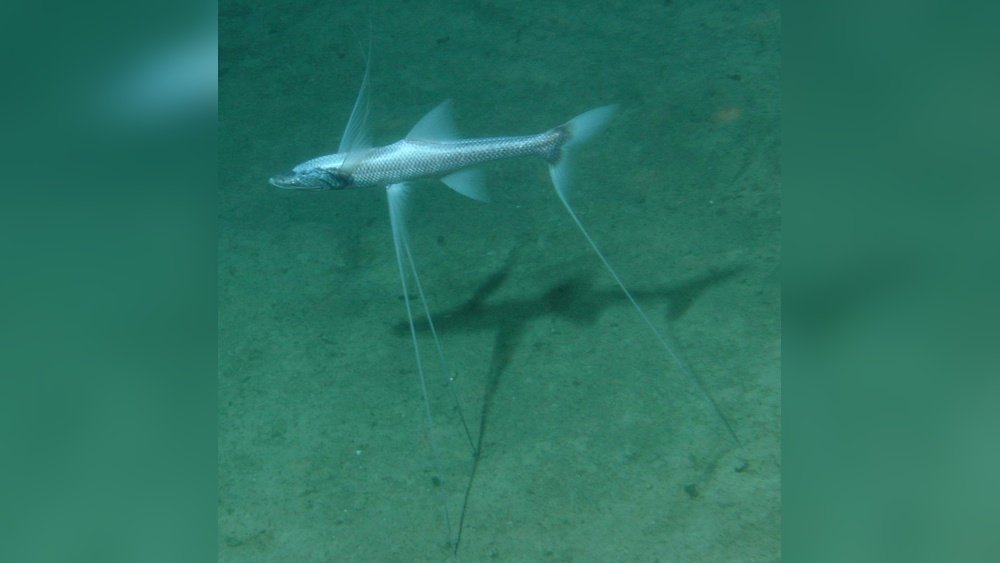 what is a tripod fish