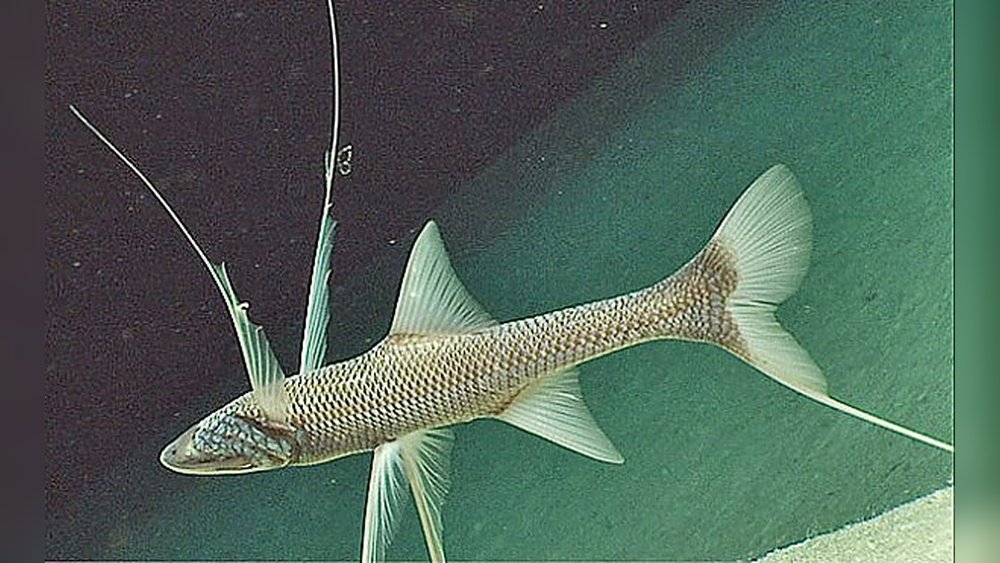 why do tripod fish have legs