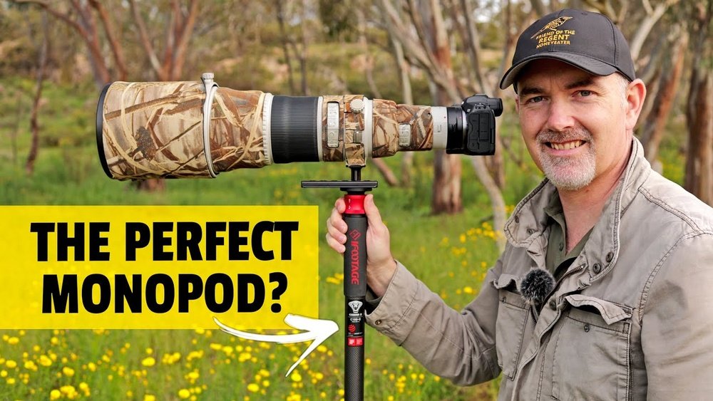 how to use a monopod for bird photography