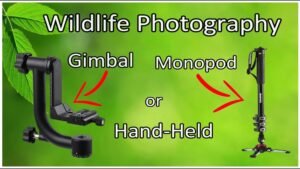 monopod vs gimbal