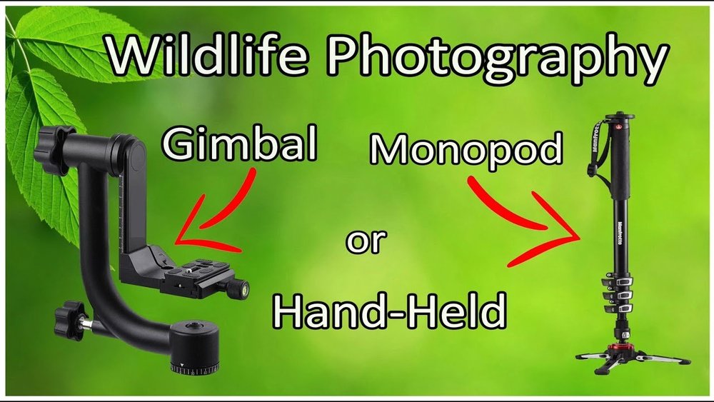 monopod vs gimbal