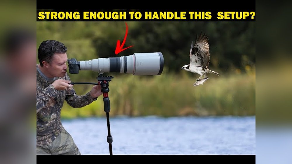 monopod vs tripod for bird photography